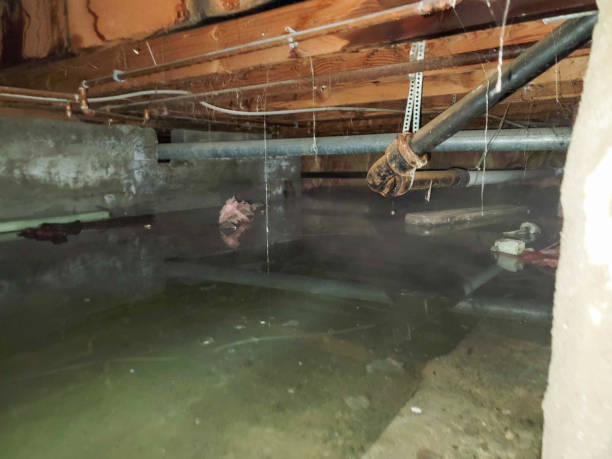 Best Fire Damage Restoration  in Treasure Island, FL